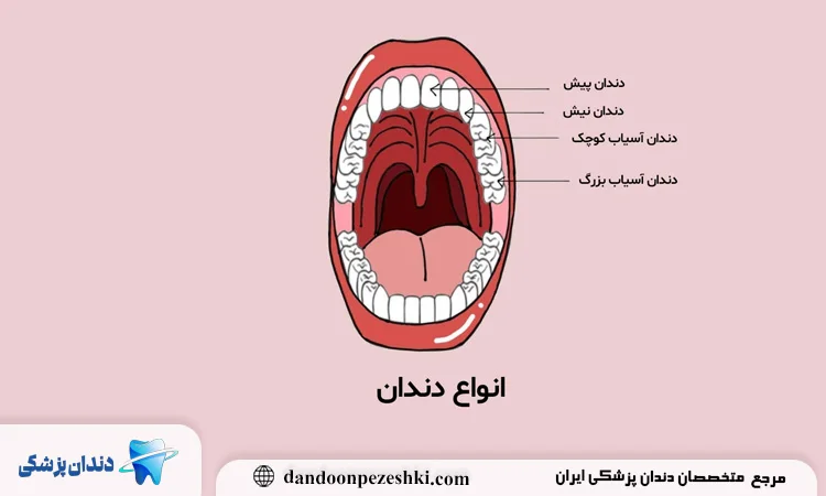 انواع دندان های انسان