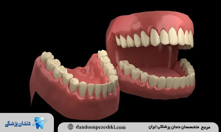 آناتومی دندان های انسان
