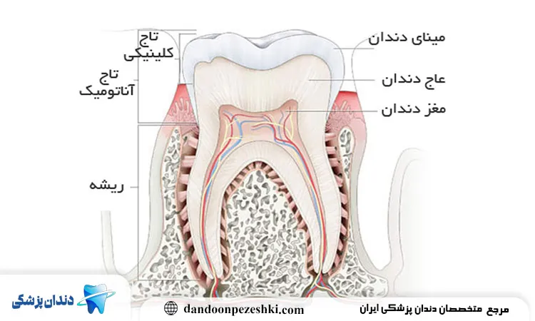 قسمت های مختلف دندان